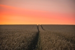 Dawn