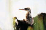 Anhinga (female / immature), Venice Rookery, Florida
