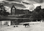 Visiter at Bolton Abbey