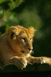 Asiatic lion cub (Cotswold Wildlife Park)