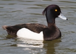 Tufted Duck (male) - Aythya fuligula RPNP0664