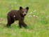 Brown Bear cub from the Swamp Hide at Martinselkonen