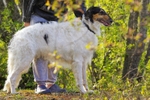 Porthos du Domaine D'Iasnaia-Poliana 