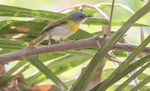 Yellow-breasted Apalis.