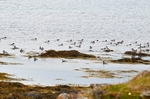 Varanger peninsula, Troms og Finnmark, Norway