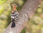 Hoopoe.