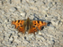 Comma