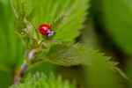 Seven spot ladybird Coccinella 7-punctata-1047