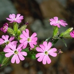 Red campion (Silene dioica)