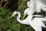 Great Egrets mating, Gatorland, Florida
