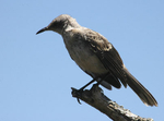 Mocking Bird