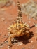 Thorny Devil