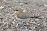 Collared Pratincole