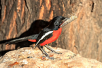 Crimson-breasted Shrike