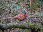 Pheasant