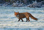 Red Fox
