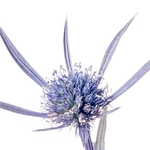 Amethyst Eryngo (Eryngium amethystinum)