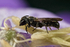 Chelostoma campanularum (m)
