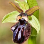 Early spider orchid subspecies (Ophrys incubacea, also O. sphegodes ssp atrata)