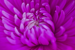 Flower - 20080717_66
