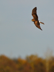 Hen Harrier banking over the reed beds at Otmoor RSPB