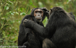 Grooming