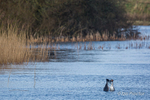 Courting Ritual 5 of 6 - Great Crested Grebes