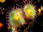 Corynactis viridis