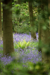 Bluebells   _ WOOD_010