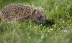 Hedgehog, Fionnphort, Isle of Mull, Scotland