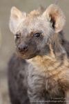 Hyena cub portrait