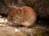 Bank Vole (03)