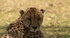 Cheetah 2