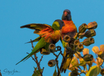 Lorikeet Gumnuts 5