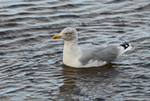 Herring Gull