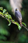Roadside Hawk perched, Playa Cativo Lodge, Costa Rica