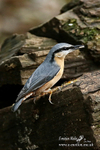 Nuthatch 271113 2