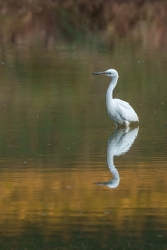 Egret reflection