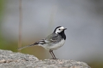 Pied Wagtail