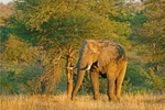 Elephant - Timbavati, South Africa
