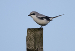 Northern Grey Shrike