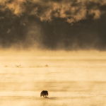 BALD EAGLE AND ICE FOG - PORT DOVER