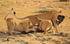 Lionness is carrying her  kill.