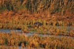 Western Purple Swamphen