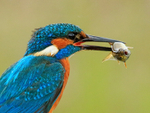 Kingfisher (male) with fish, Scotland