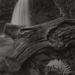 Waterfall, log and fern, Sgwd Gwladus, Brecon Beacons, Wales, 2014