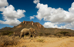 Elephant Shaba