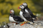 Puffins