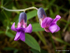 Bitter-vetch