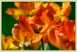 Tulipa 'Daydream' 1